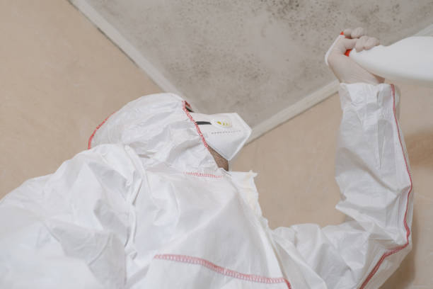 Professional Mold Remediation in Steelton, PA